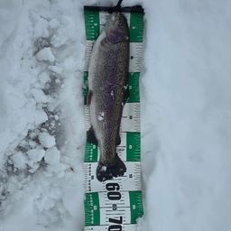 レインボートラウト