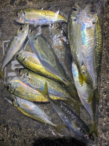 アジの釣果