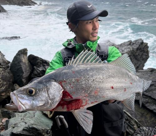 ヒラスズキの釣果