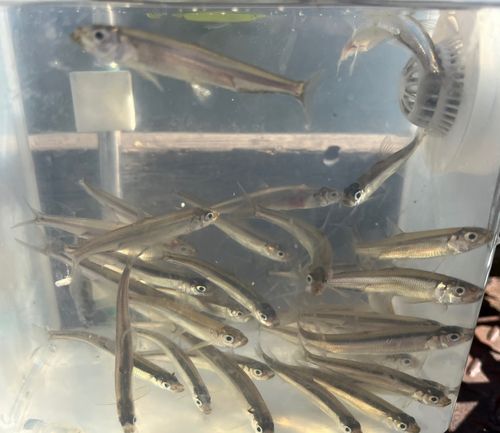 ワカサギの釣果