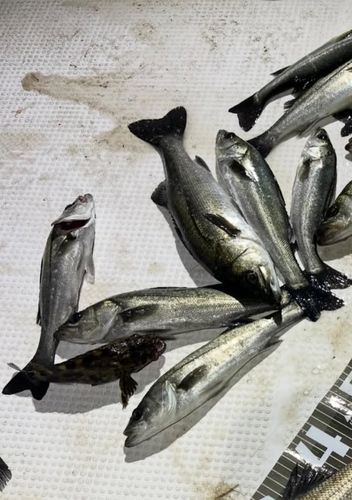 シーバスの釣果