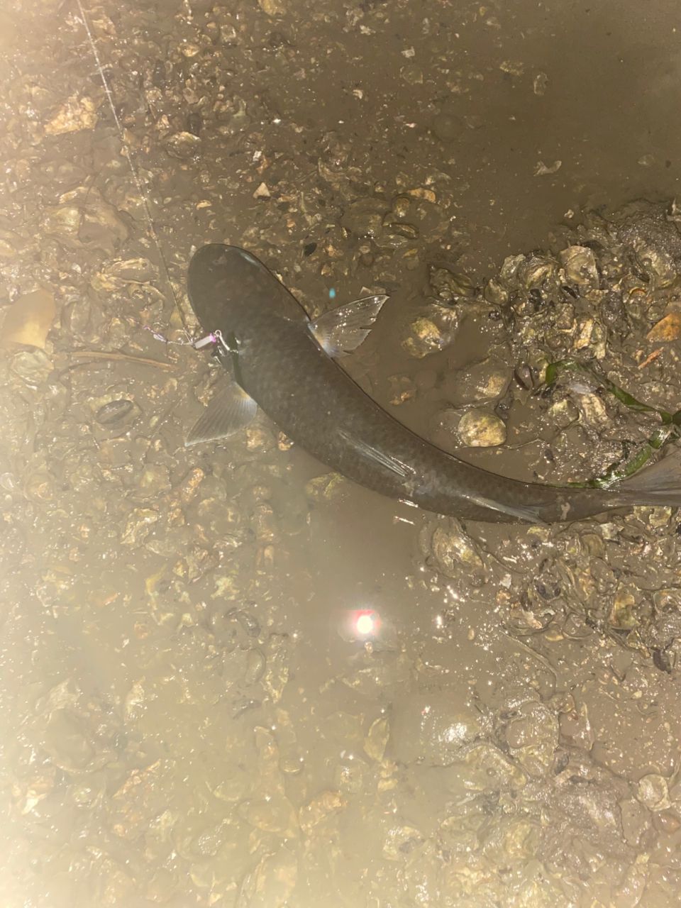 Jackson オーシャンゲート シーバス JOG-906ML-K SeaBassの最安値