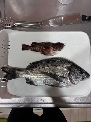 クロダイの釣果