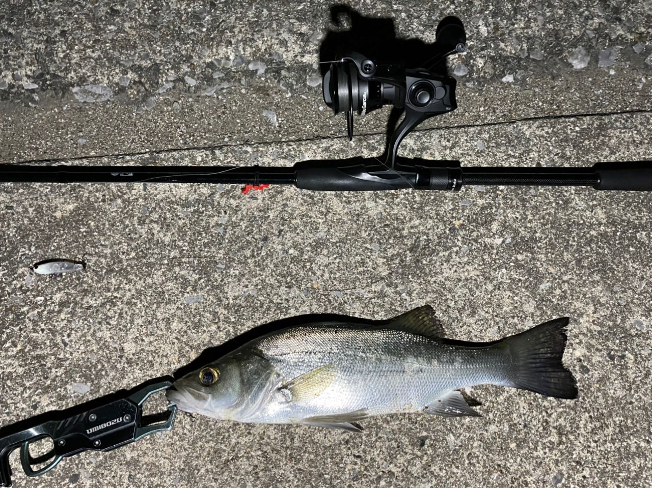 セイゴ（マルスズキ）