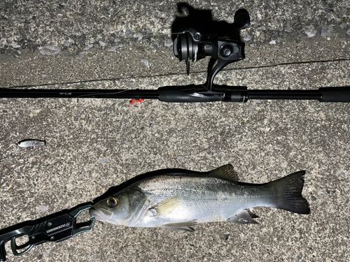 セイゴ（マルスズキ）の釣果