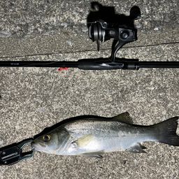 セイゴ（マルスズキ）