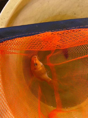 キンギョの釣果