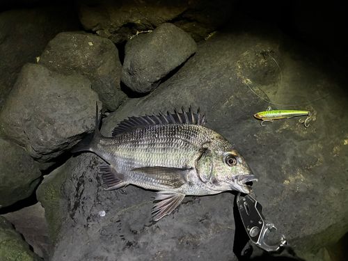 チヌの釣果