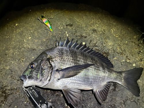 チヌの釣果
