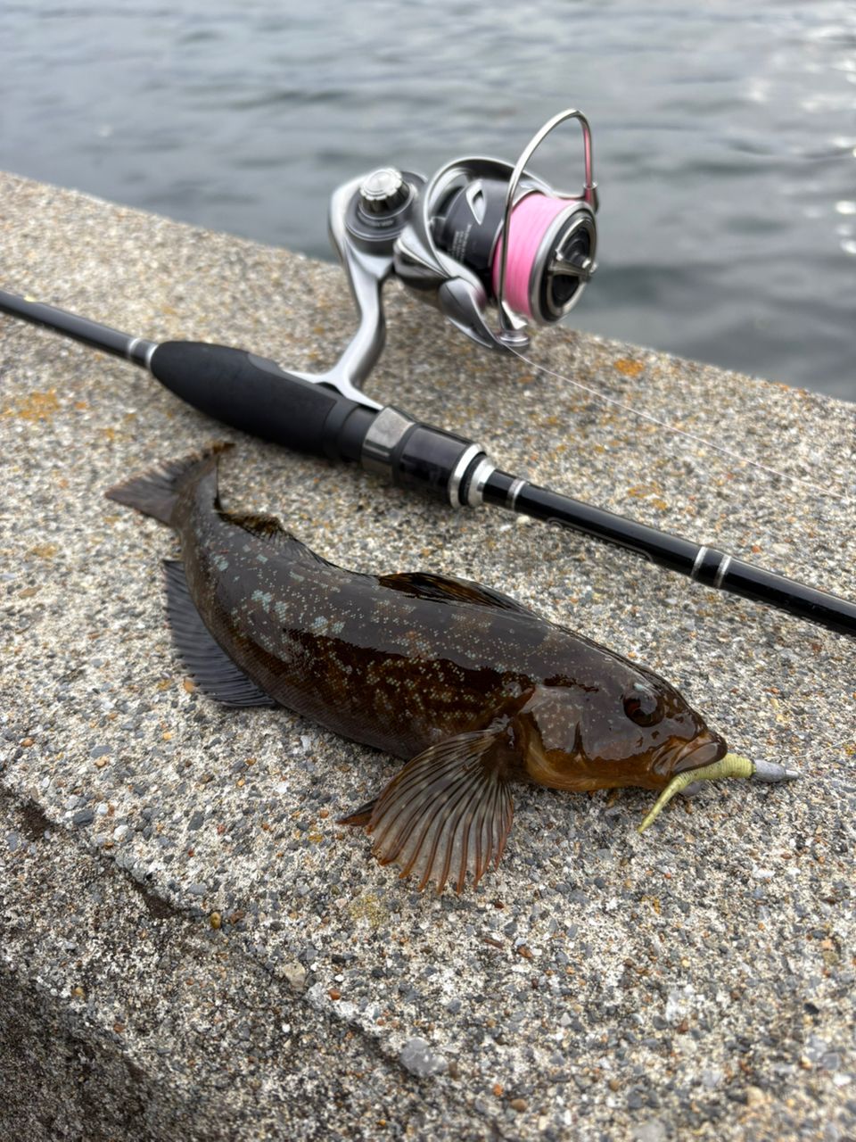 Jackson オーシャンゲート ライトゲームミックス JOG-74L-K ST LGMIXの