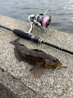 アイナメの釣果