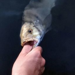 スモールマウスバス