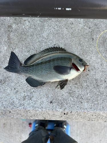 クチブトグレの釣果