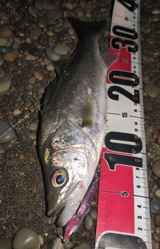 ハネ（マルスズキ）の釣果