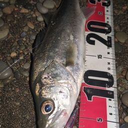 ハネ（マルスズキ）