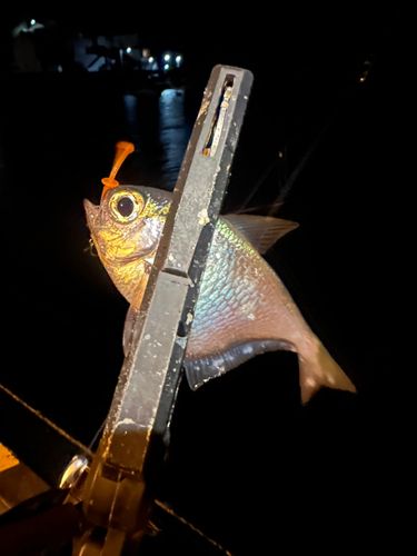 ミナミハタンポの釣果