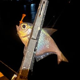 ミナミハタンポ