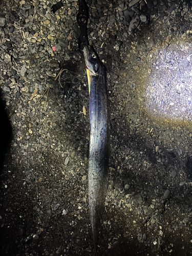 タチウオの釣果