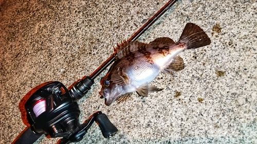 メバルの釣果