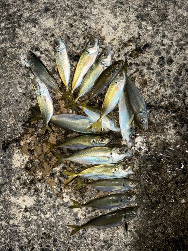 アジの釣果