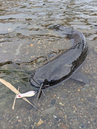 ナマズの釣果
