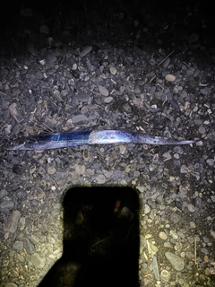 タチウオの釣果