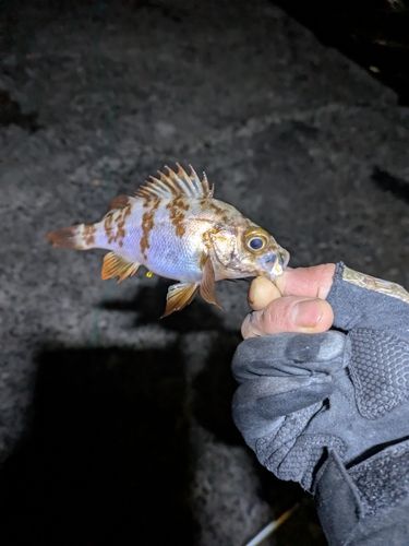 周防大島（屋代島）