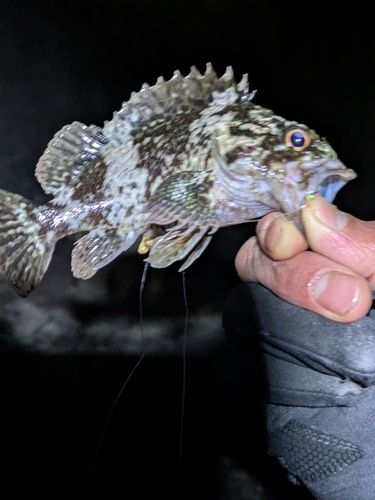 周防大島（屋代島）