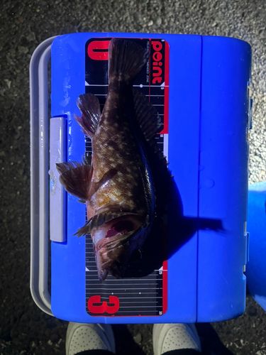 アラカブの釣果