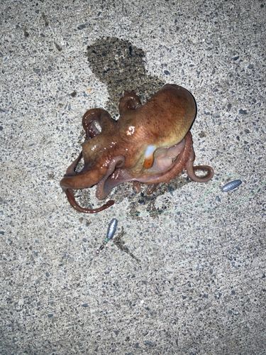 タコの釣果