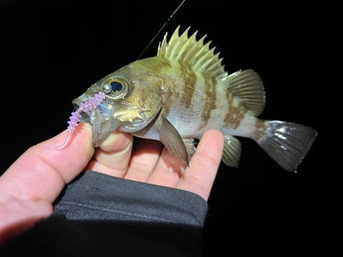 東京湾（アクアライン〜富津）