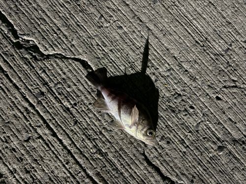 クロメバルの釣果