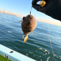 ショウサイフグ