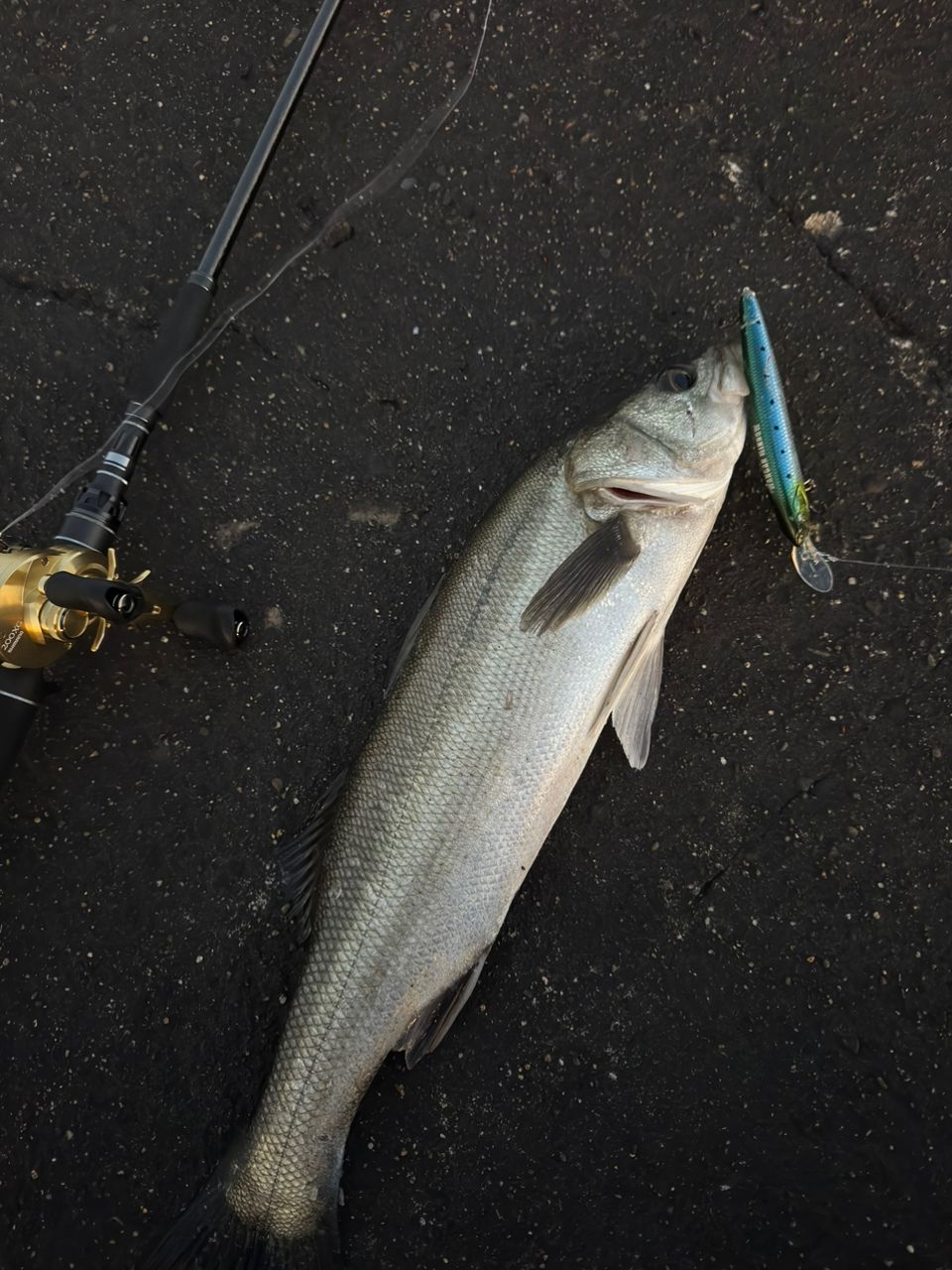 アングラー21090628さんの2026年01月12日(月)の釣行(茨城県 - 鹿島灘