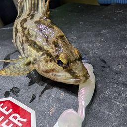 タケノコメバル