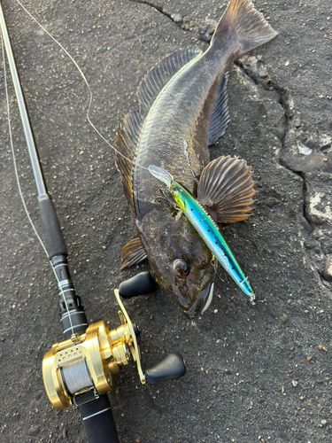 アイナメの釣果