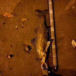 セイゴ（マルスズキ）