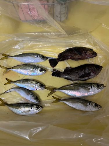 金沢水際線緑地（福浦岸壁）