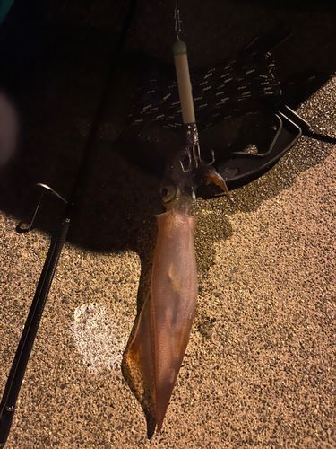 ヤリイカの釣果