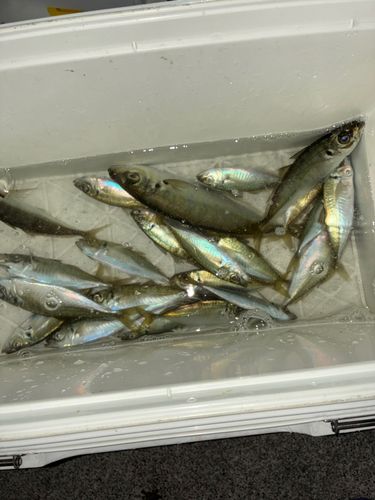 小名浜港市場前