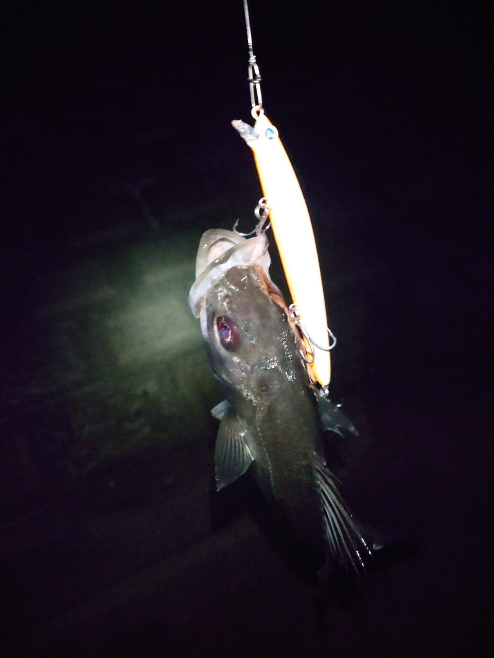 セイゴ（マルスズキ）