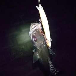 セイゴ（マルスズキ）