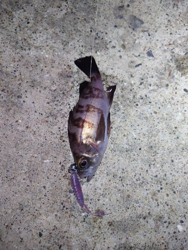 シロメバルの釣果