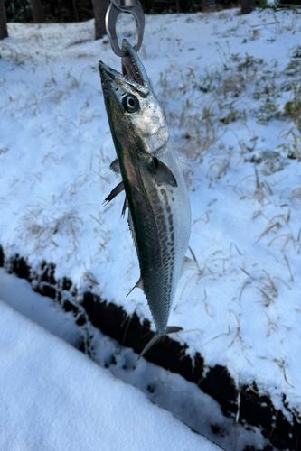 サゴシの釣果