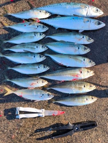 アジの釣果