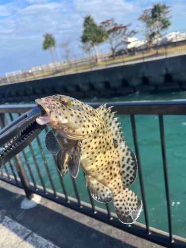 オキフエダイの釣果