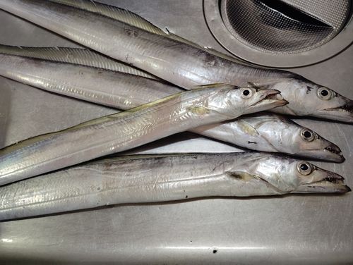 タチウオの釣果