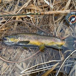 ブラウントラウト