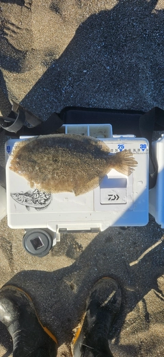ソゲの釣果