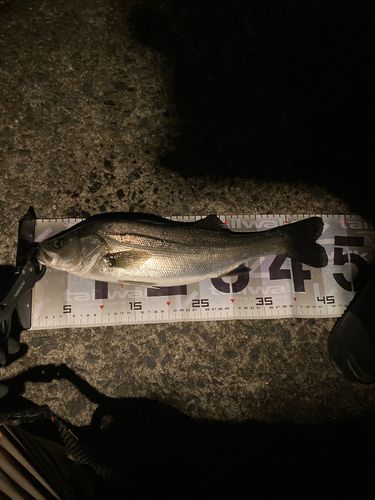 セイゴ（マルスズキ）の釣果